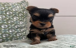 Yorkshire Terrier dogs for sale: Winston - Image 3