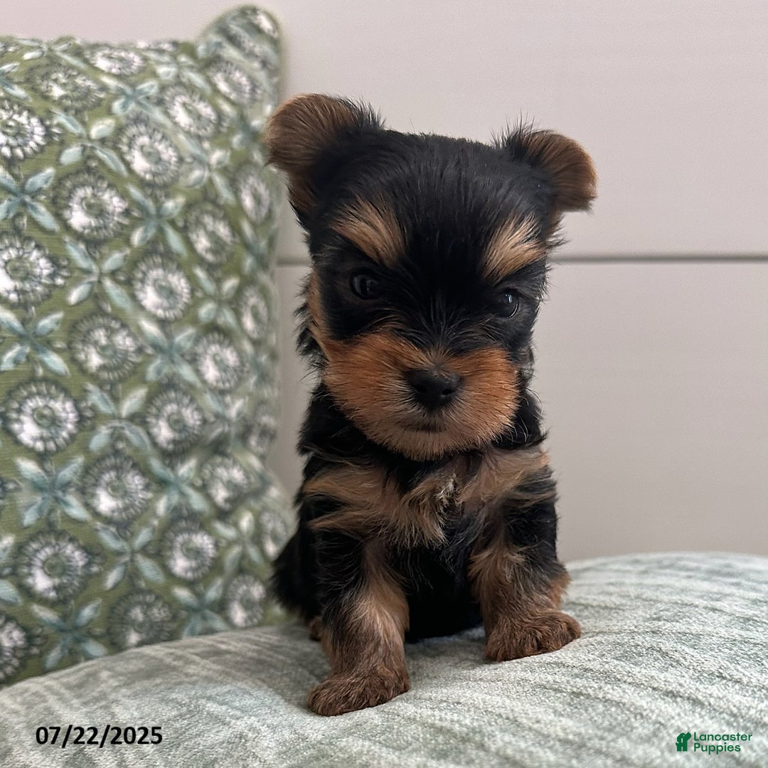 Yorkshire Terrier dogs for sale: Winston - Image 3