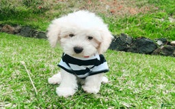 Maltipoo dogs for sale: Cookie - Image 7