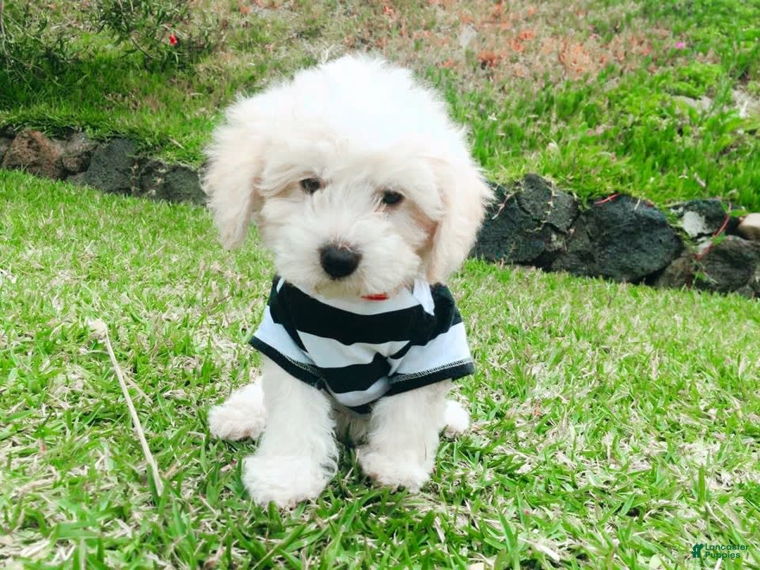 Maltipoo dogs for sale: Cookie - Image 7
