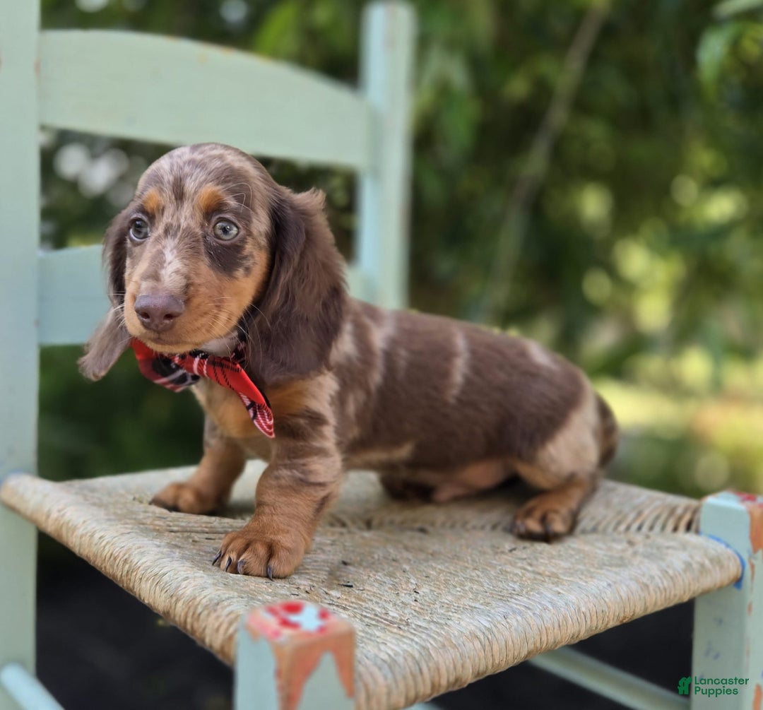 Miniature Dachshund dogs for sale: Kyle - Image 3