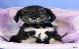 Miniature Schnauzer dogs for sale: Austin - Image 5