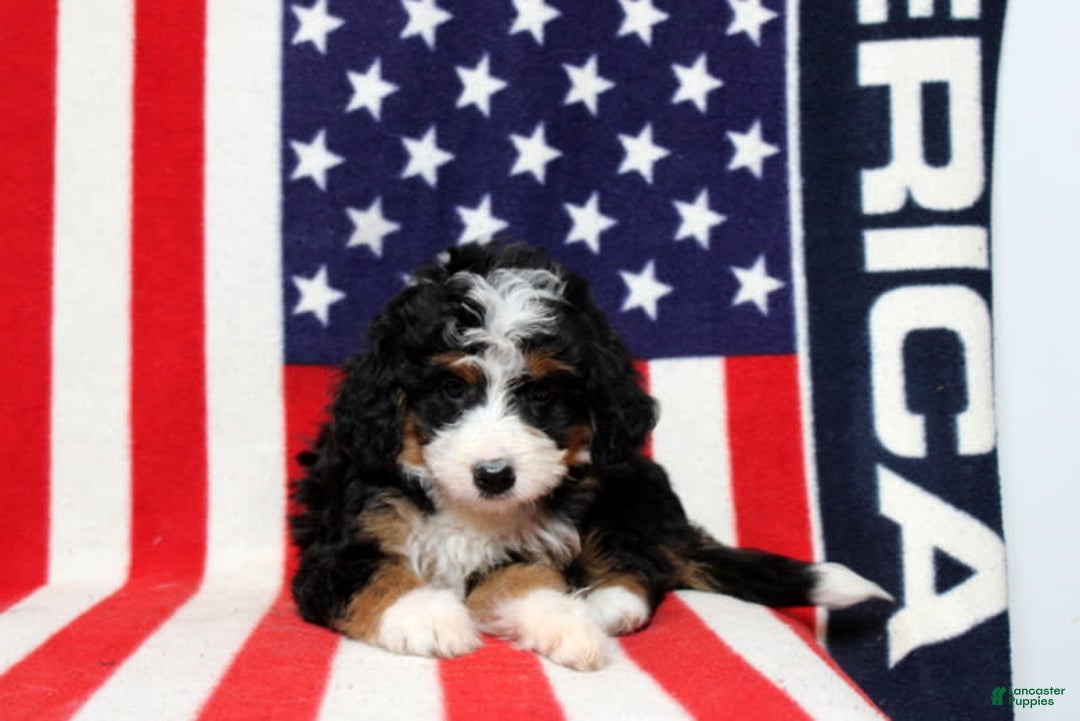 Mini Bernedoodle dogs for sale: Wolly - Image 1