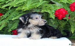 Morkie dogs for sale: Fritz - Image 2