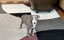 Italian Greyhound dogs for sale: Joey - Image 3