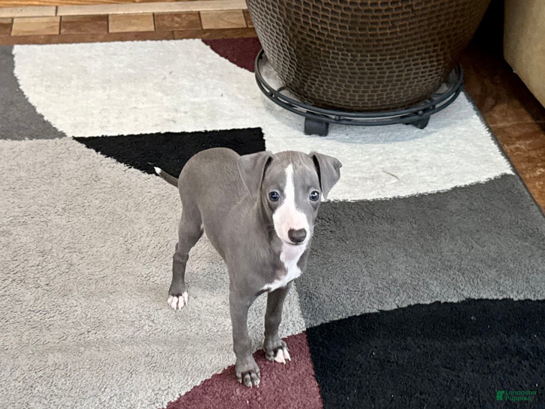 Italian Greyhound dogs for sale: Joey - Image 3