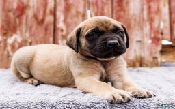 English Mastiff dogs for sale: Horace - Image 19