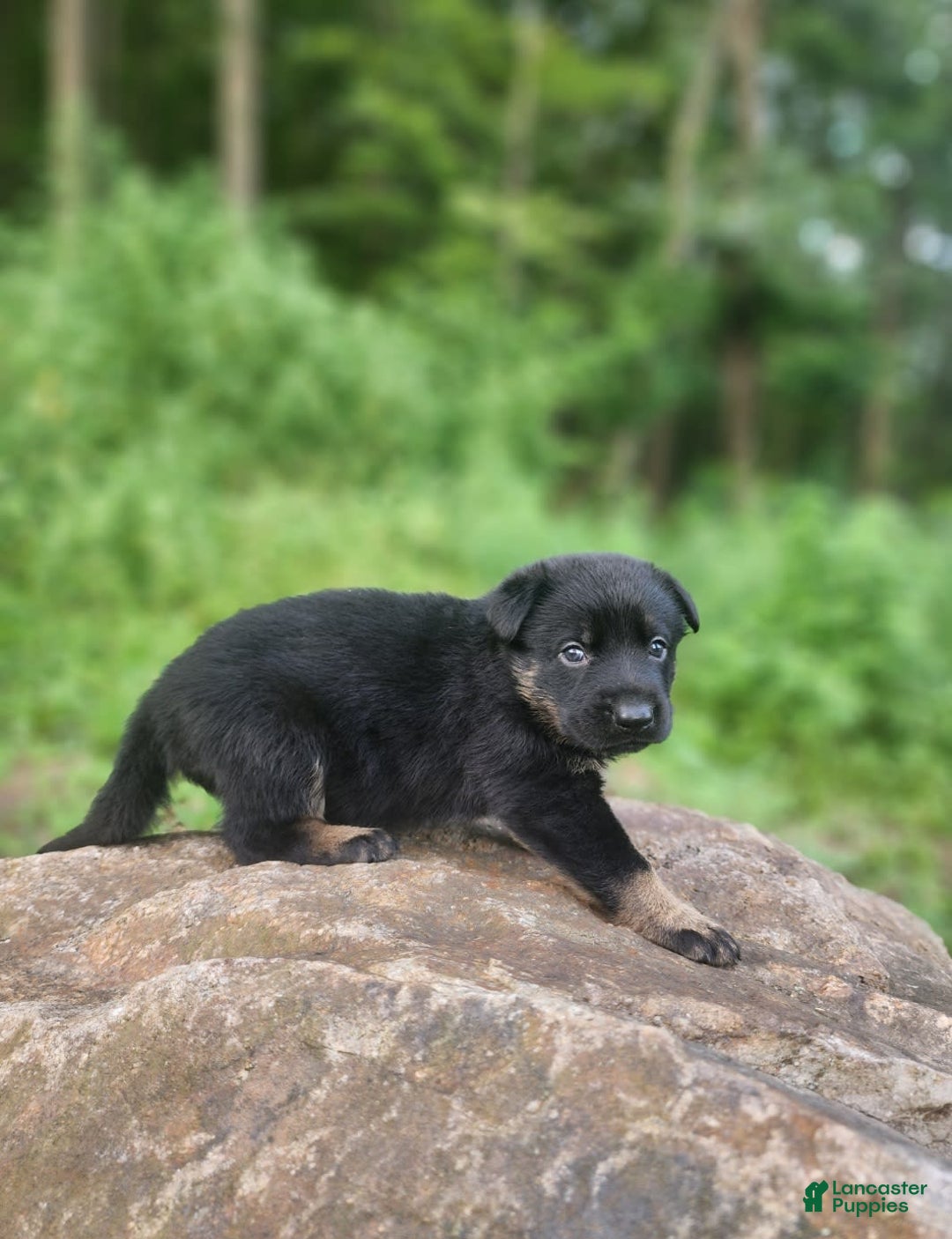 German Shepherd dogs for sale: Kat - Image 5
