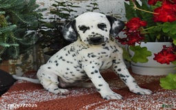 Dalmatian dogs for sale: Heidi - Image 1