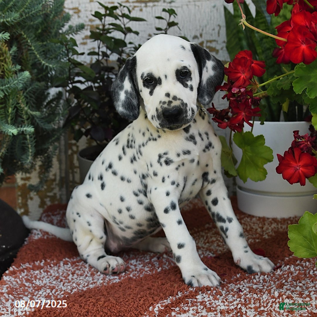 Dalmatian dogs for sale: Heidi - Image 1