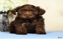 Yorkiepoo dogs for sale: Tanner - Image 2