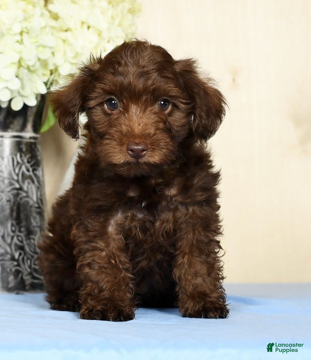 Yorkiepoo dogs for sale: Tanner - Image 2