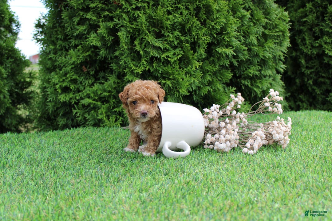 Toy Poodle dogs for sale: Ellie - Image 4
