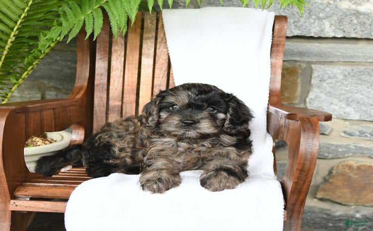 Cavapoo dogs for sale - Ad 5