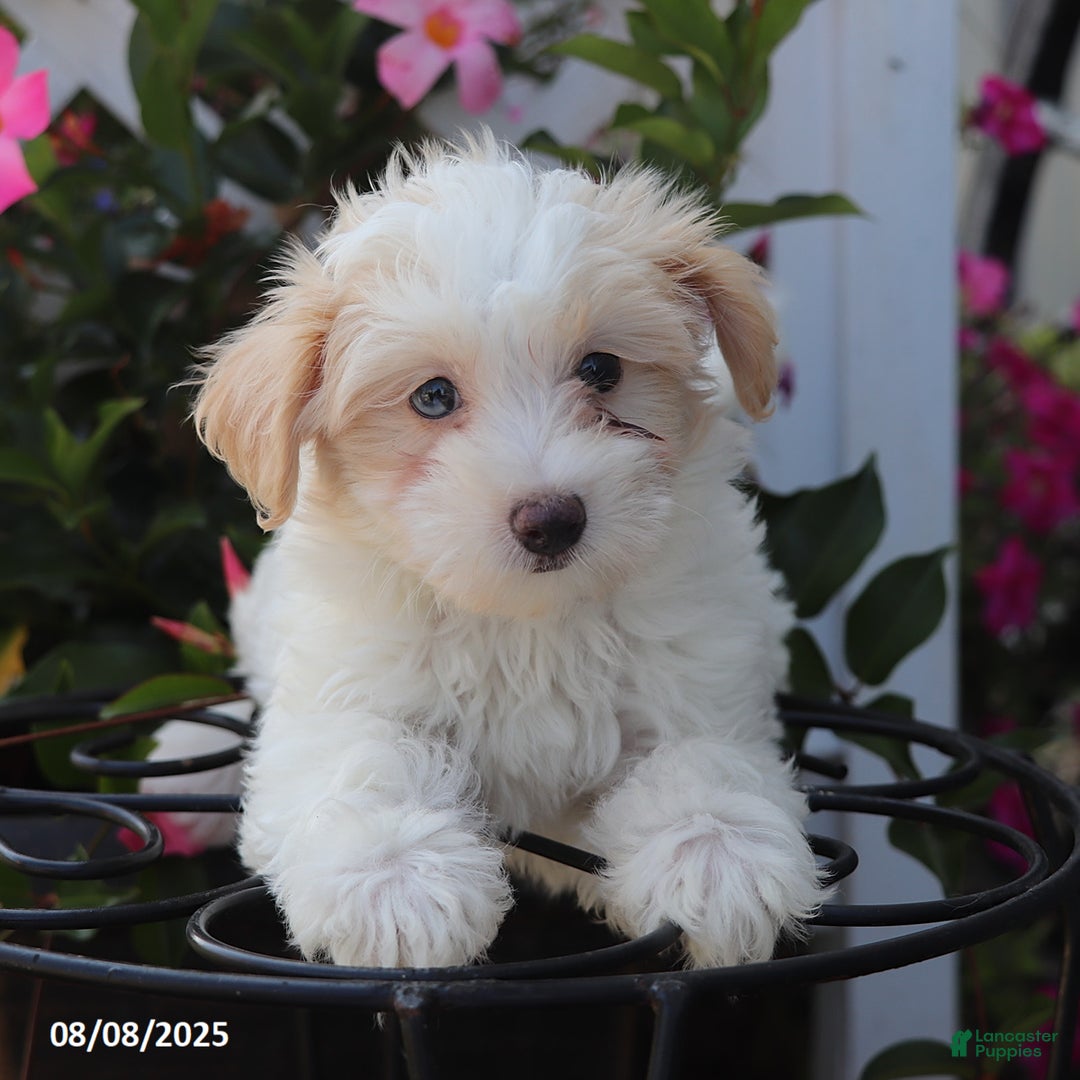 Maltipoo dogs for sale: Trixie - Image 5
