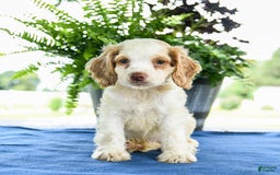 Cocker Spaniel dogs for sale: Buffy - Image 3