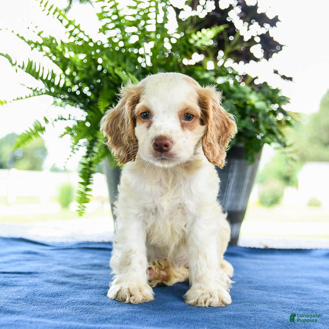 Cocker Spaniel dogs for sale: Buffy - Image 3