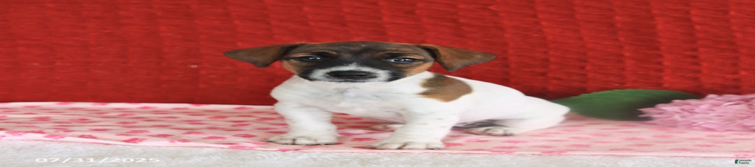 Rosie