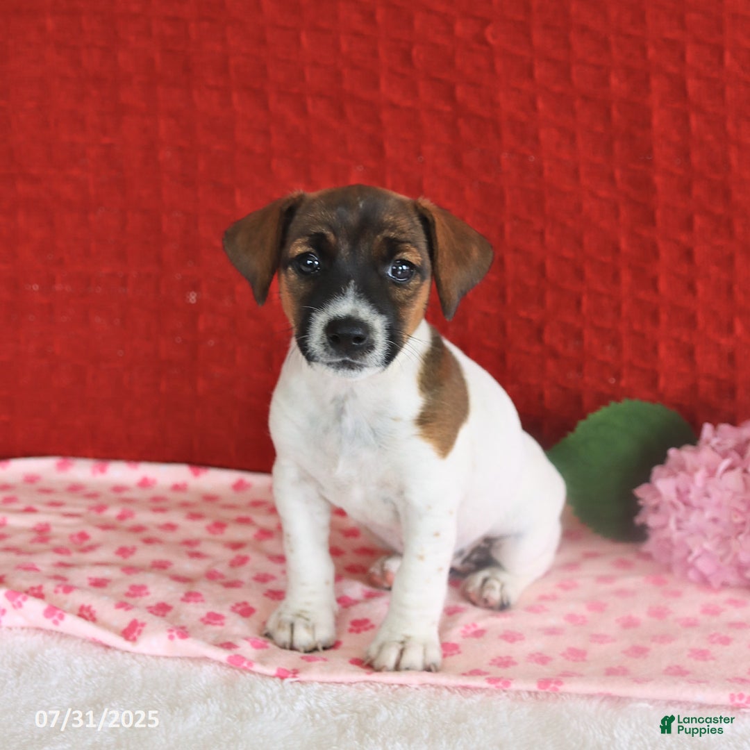 Jack Russell Terrier dogs for sale: Rosie - Image 5