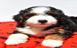 Mini Bernedoodle dogs for sale: River - Image 7