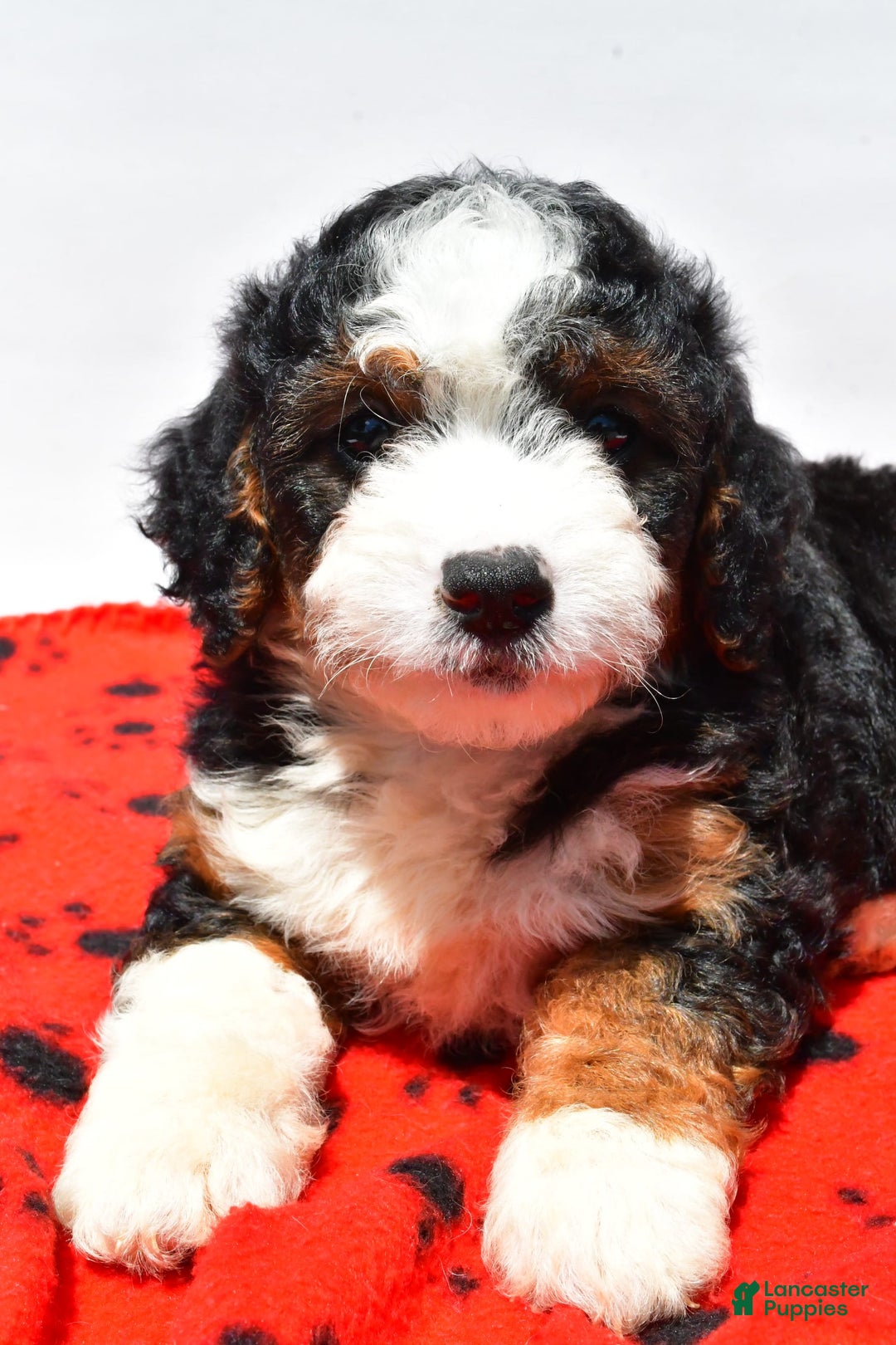 Mini Bernedoodle dogs for sale: River - Image 7