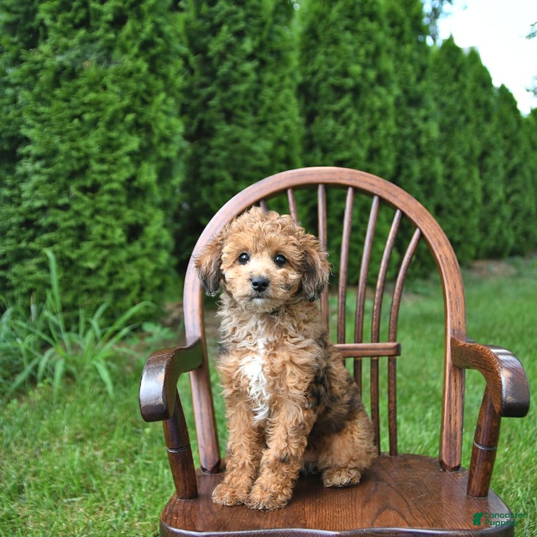 Mini Goldendoodle dogs for sale: Macy - Image 2