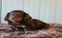 Miniature Dachshund dogs for sale: Roger - Image 4