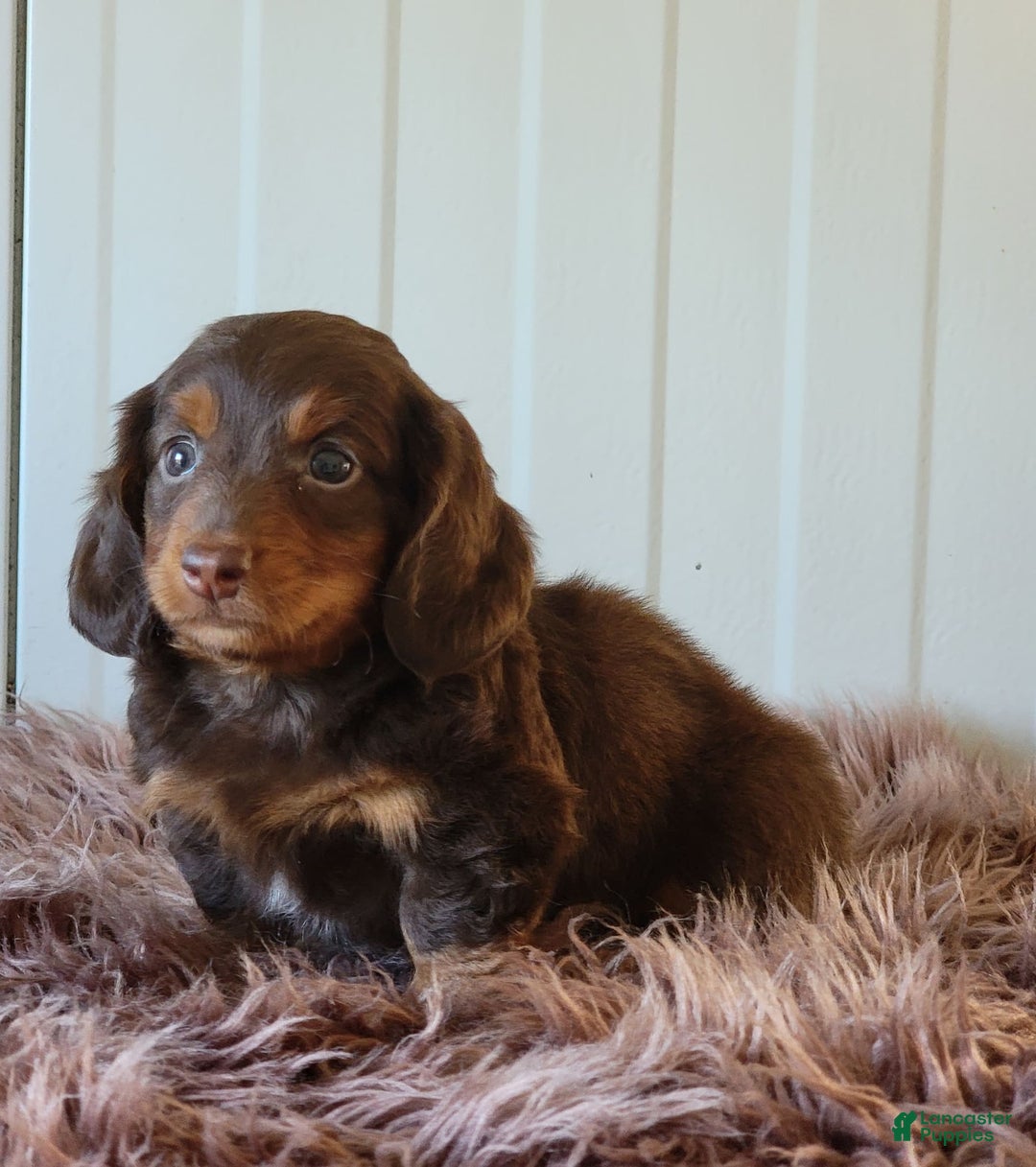 Miniature Dachshund dogs for sale: Roger - Image 4