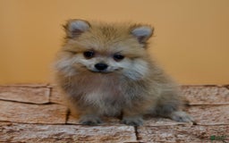 Pomeranian dogs for sale: Charlie - Image 12