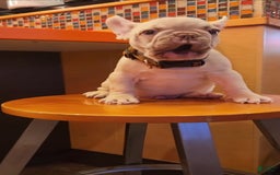 French Bulldog dogs for sale: Platinum Rojo Isabella Carrier Fluffy - Image 3