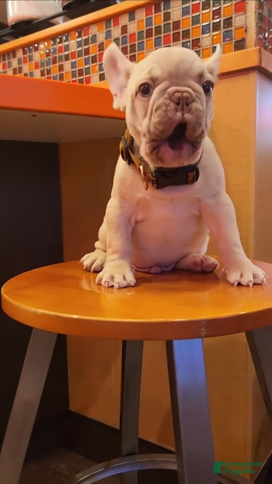 French Bulldog dogs for sale: Platinum Rojo Isabella Carrier Fluffy - Image 3