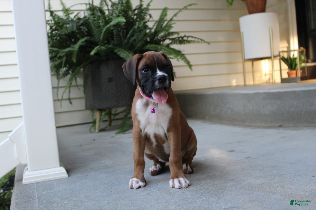 Boxer dogs for sale: Zoey - Image 4