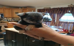 Chihuahua dogs for sale: Chihuahua 4 puppies - Image 13