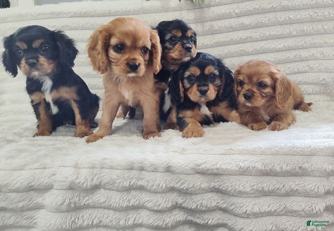 Cavalier King Charles Spaniel dogs for sale: Joy - Image 3