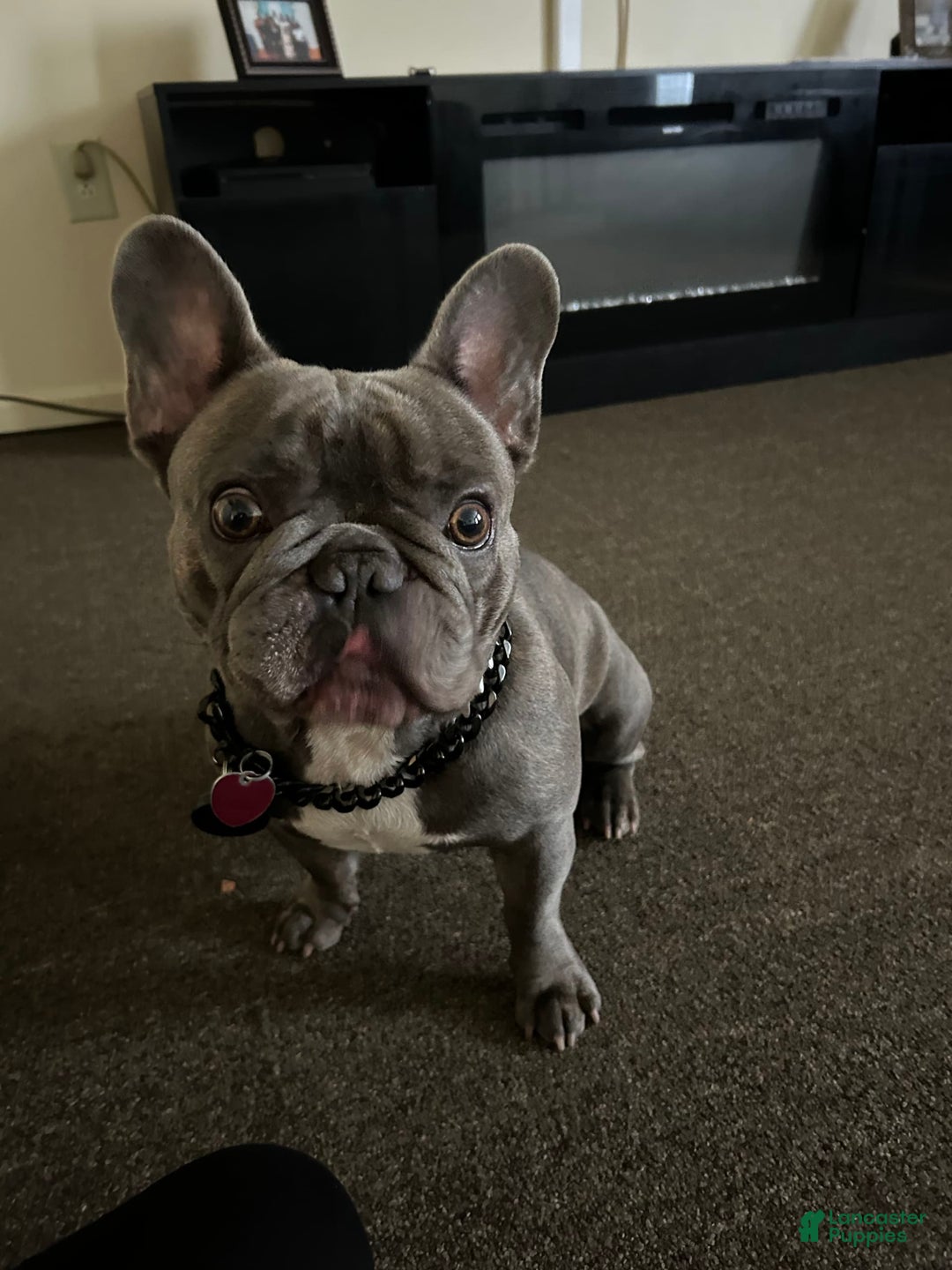 French Bulldog dogs for stud: Plumber - Image 4