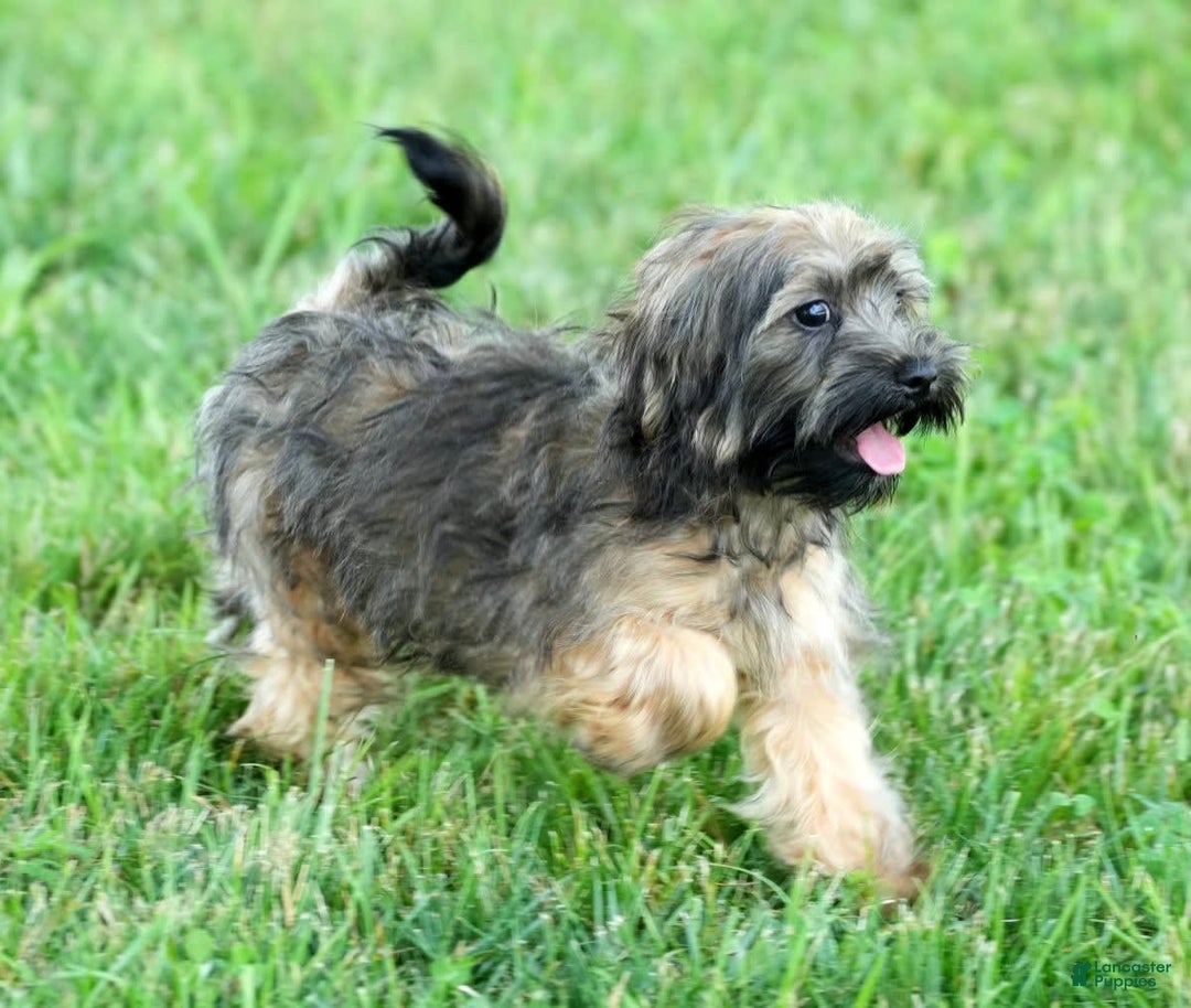 Havapoo dogs for sale: Wendell - Image 19