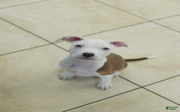 American Bully dogs for sale: White Boy - Image 4