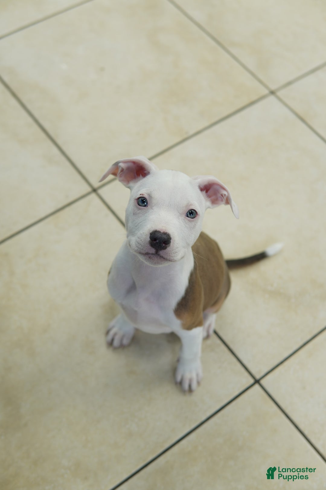 American Bully dogs for sale: White Boy - Image 4