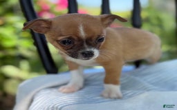 Chihuahua dogs for sale: Harvey - Image 4