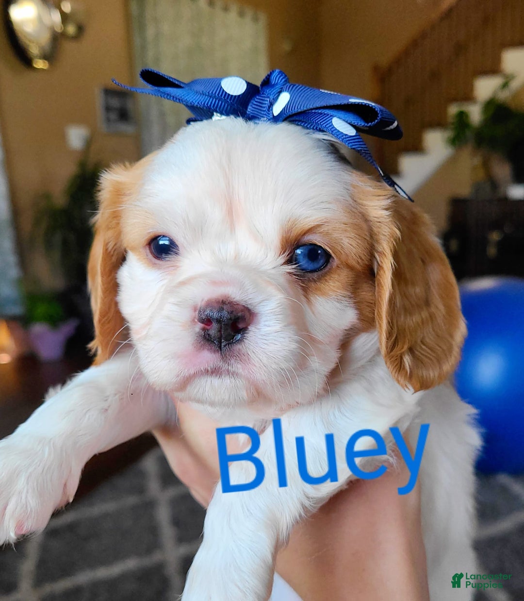 Cavalier King Charles Spaniel dogs for sale: Bluey - Image 2