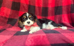Cavalier King Charles Spaniel dogs for sale: Toto - Image 1