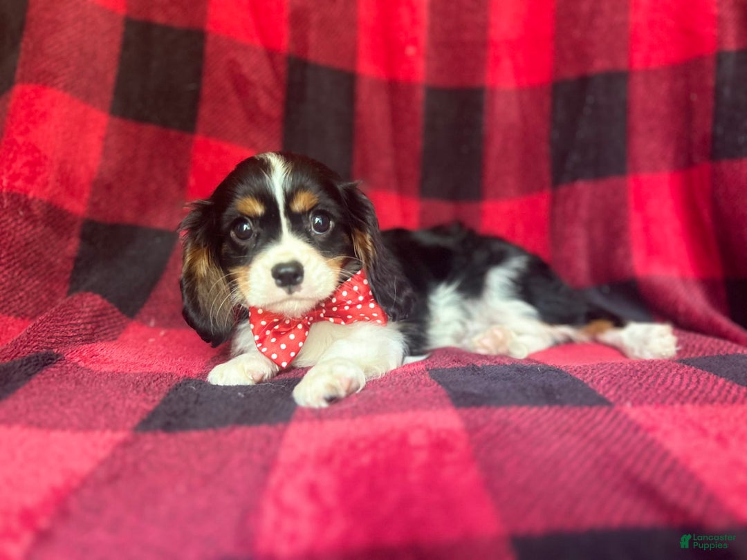Cavalier King Charles Spaniel dogs for sale: Toto - Image 1