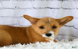 Welsh Corgi Pembroke dogs for sale: Gilbert - Image 5