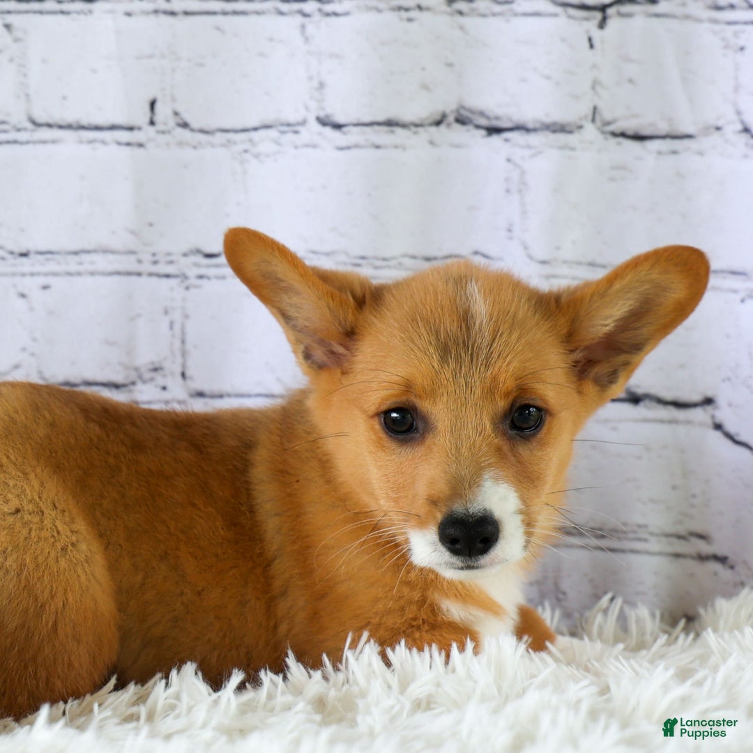 Welsh Corgi Pembroke dogs for sale: Gilbert - Image 5
