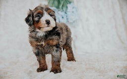 Mini Bernedoodle dogs for sale: Myles - Image 1