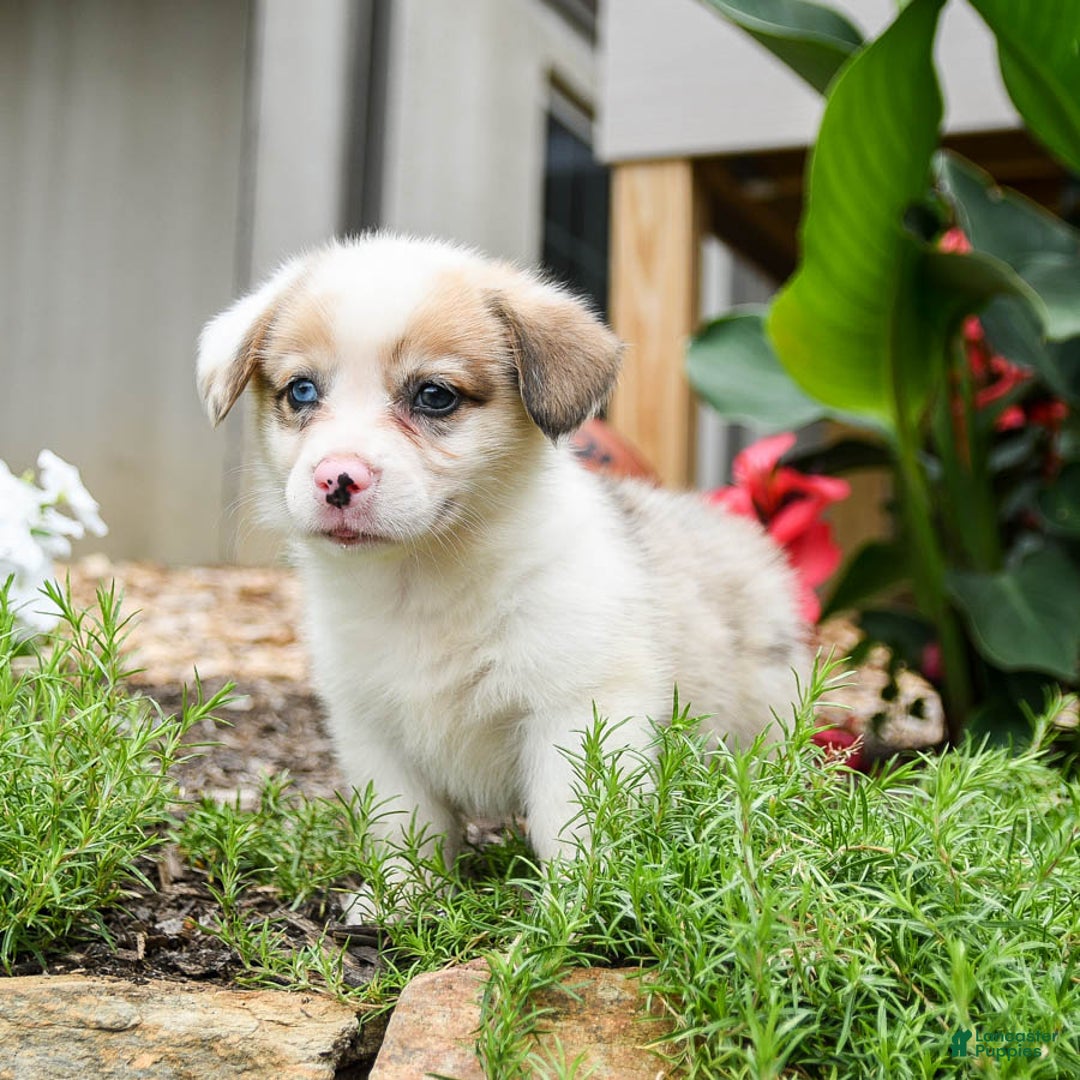 Welsh Corgi Pembroke dogs for sale: Chief - Image 4