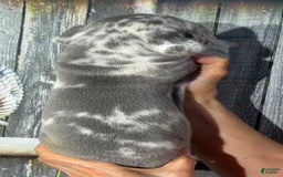 Great Dane dogs for sale: Great Dane 5 puppies - Image 8