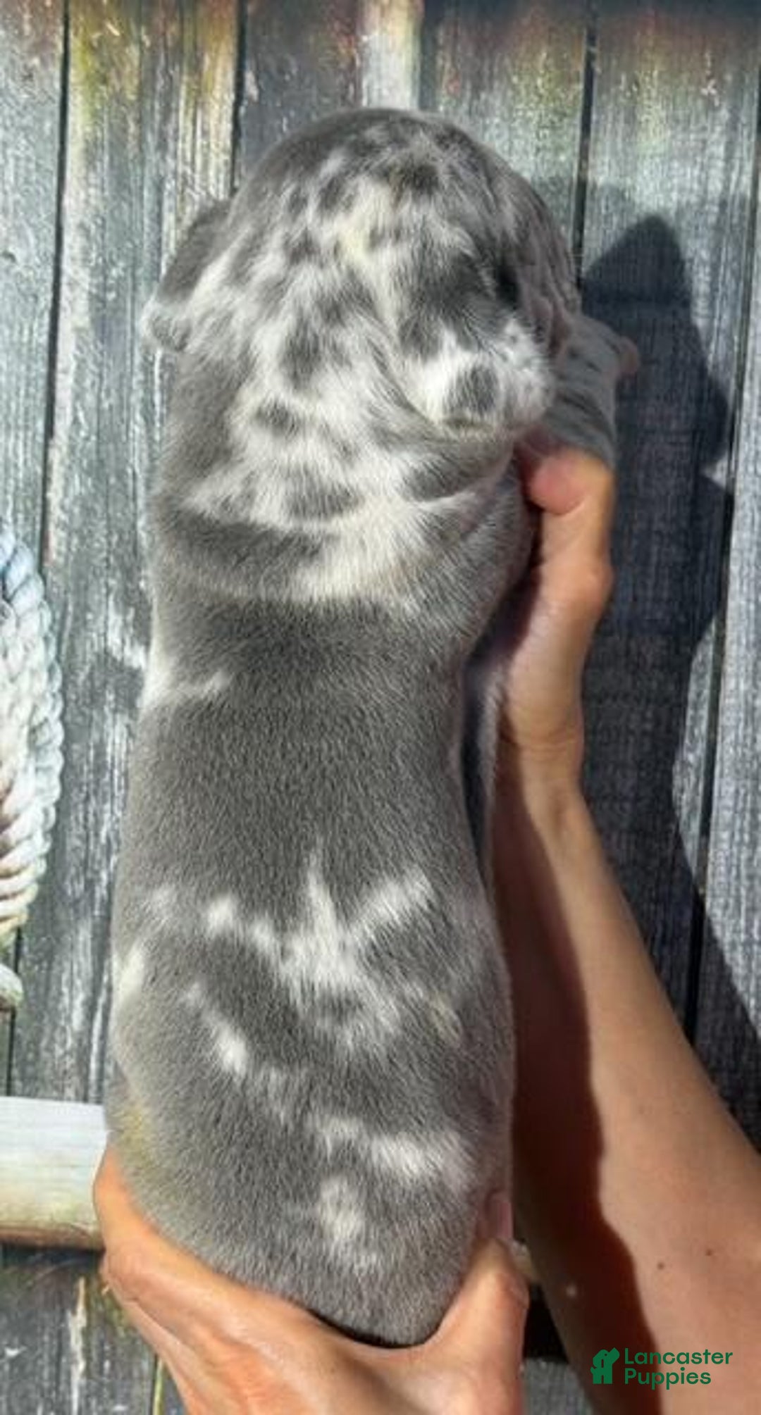 Great Dane dogs for sale: Great Dane 5 puppies - Image 8