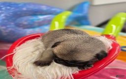 Pug dogs for sale: Lona - Image 5