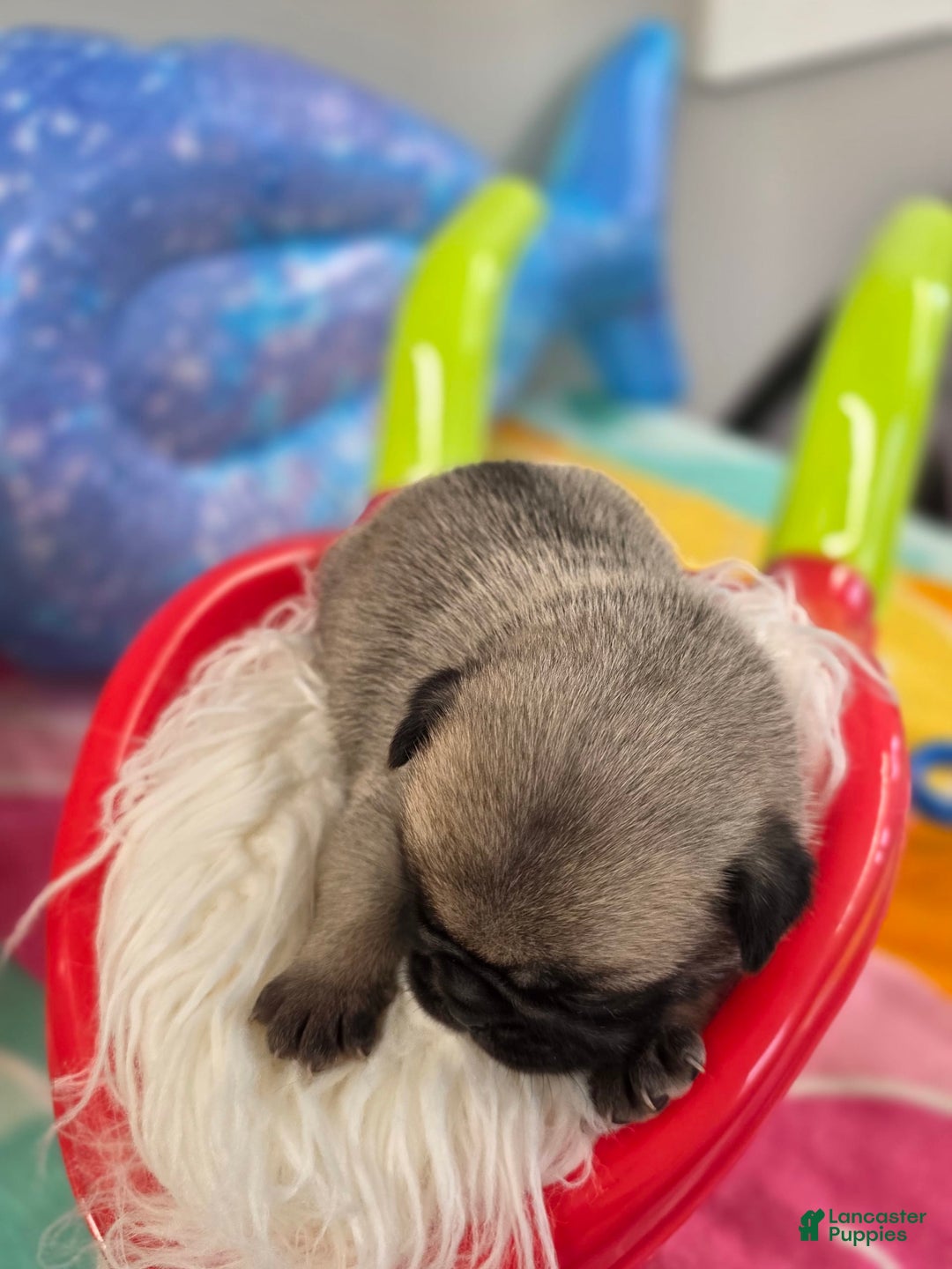 Pug dogs for sale: Lona - Image 5